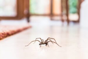 ¡Es la hora de la araña final! Descubre cómo proteger tu hogar en 5 sencillos pasos