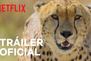 ¡Maratón de películas de animales en Netflix: una aventura salvaje desde tu sofá!